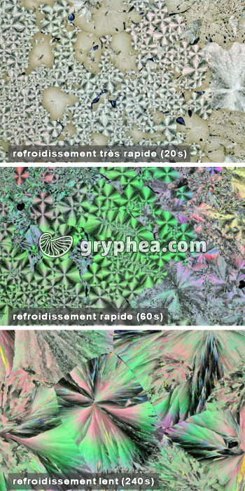 Vanilline - comparaison des vitesses de refroidissement : refroidissement très rapide - rapide - lent - LPA x5 - gryphea.org